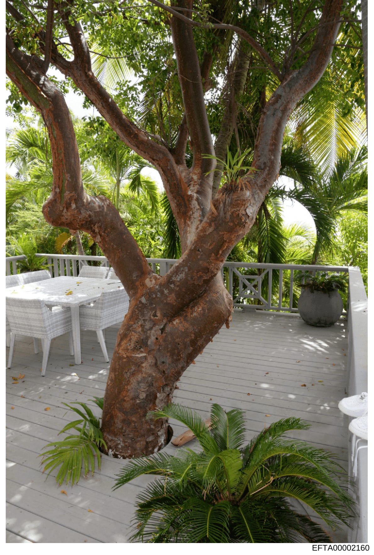 This photograph shows an exterior deck or patio area featuring a large mature tree with distinctive branching, white wicker seating furniture, tropical vegetation including palm trees, and wooden railings. The image appears to be documentation of pro