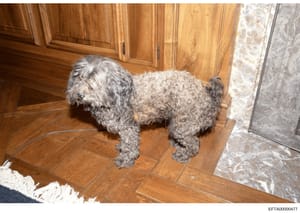 This is a photograph of a gray/white curly-haired dog, possibly a poodle or poodle mix, standing on a wooden floor in what appears to be a kitchen or residential interior space. The image shows part of a luxury home with wooden cabinetry, marble coun