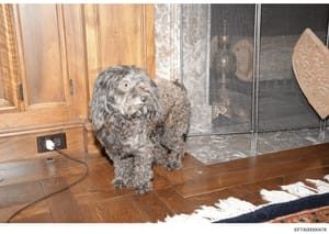 This is a photograph of a gray/white curly-haired dog (appears to be a poodle or similar breed) standing in an interior residential space with wooden cabinetry, hardwood flooring, and decorative elements. The image appears to be from property documen