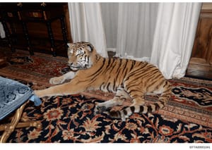This photograph shows a large tiger lying on an ornate oriental rug in what appears to be a wealthy residential interior. The image is significant as evidence of exotic animal ownership and use at one of Jeffrey Epstein's properties, documenting the 