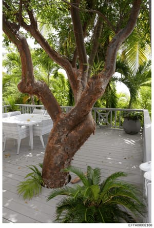 This photograph shows an exterior deck or patio area featuring a large mature tree with distinctive branching, white wicker seating furniture, tropical vegetation including palm trees, and wooden railings. The image appears to be documentation of pro