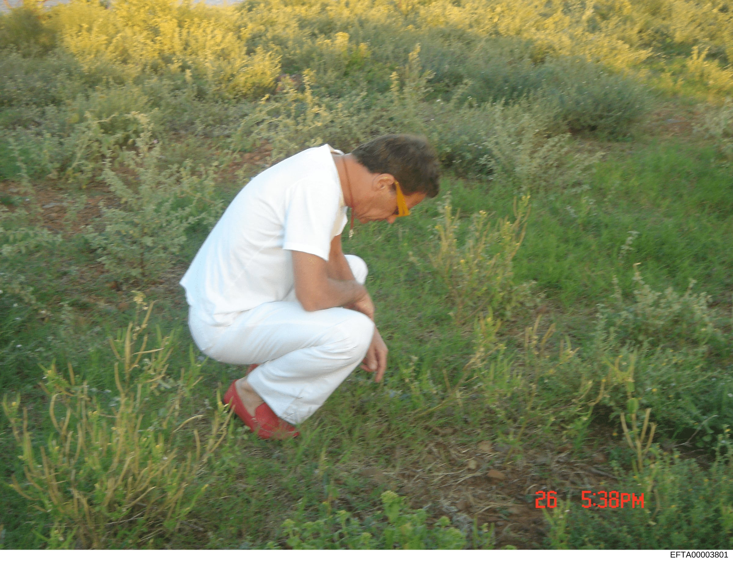 This is a photograph showing a person in a white shirt and red shorts crouching or bending over in an overgrown field with dense green vegetation and bushes. The photo was taken outdoors during daylight hours, with a timestamp visible in the lower ri